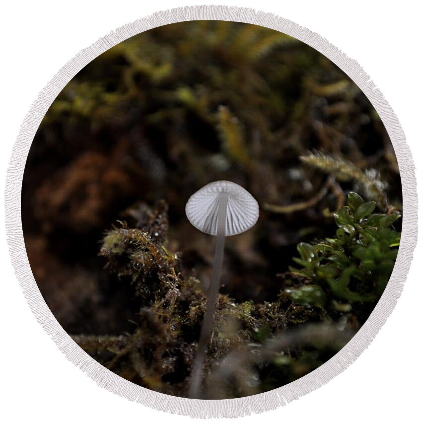 Tiny Round Beach Towel featuring the photograph Tree 'Shroom by Cathy Mahnke