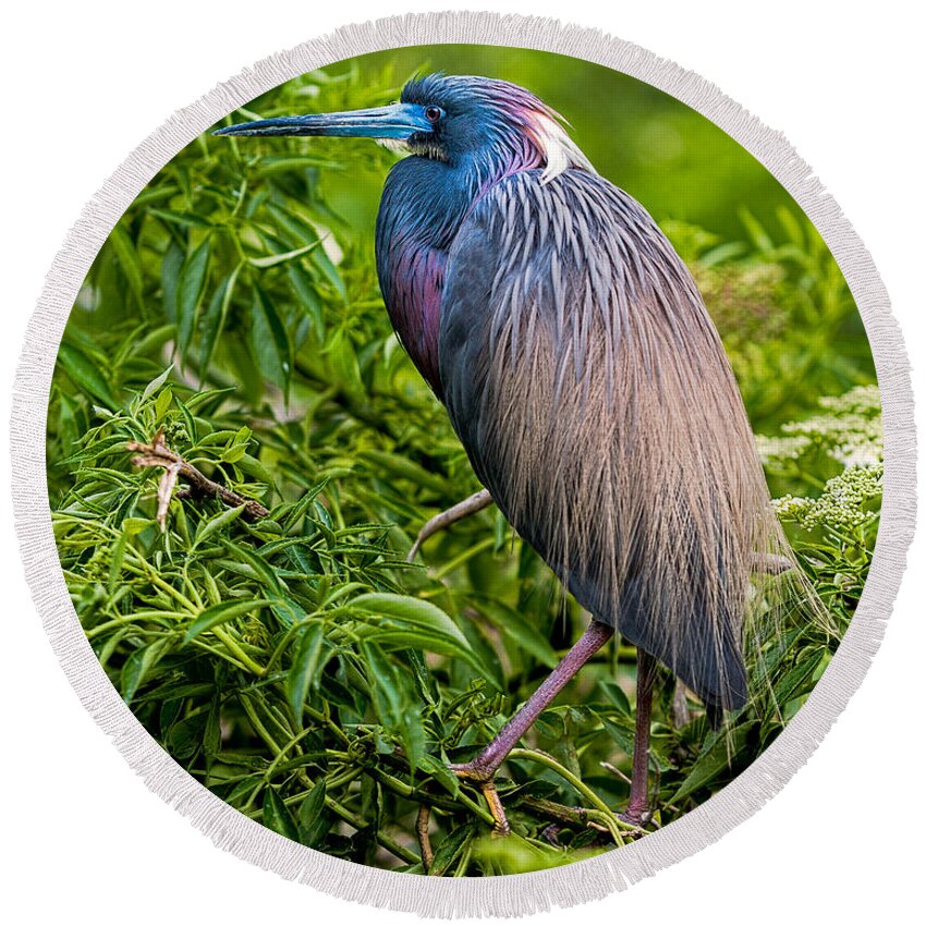 Heron Round Beach Towel featuring the photograph Tri-Color Heron by Christopher Holmes