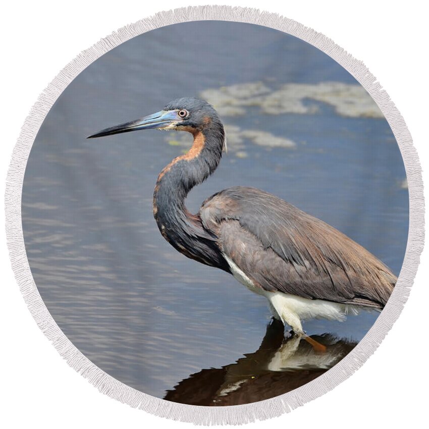 Heron Round Beach Towel featuring the photograph Tri Colored Heron by Kathy Baccari