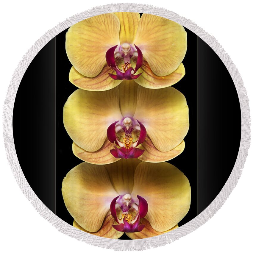 Flower Round Beach Towel featuring the photograph Trio of Orchids by Endre Balogh