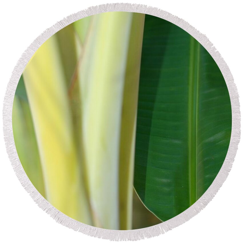 Banana Round Beach Towel featuring the photograph Tropical Banana Tree by Connie Fox