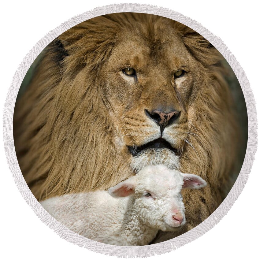 Lion And Lamb Round Beach Towel featuring the photograph True Companions by Wildlife Fine Art