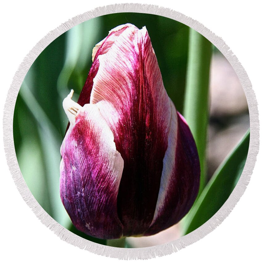 Flower Round Beach Towel featuring the photograph Truly Tulip by Susan Herber