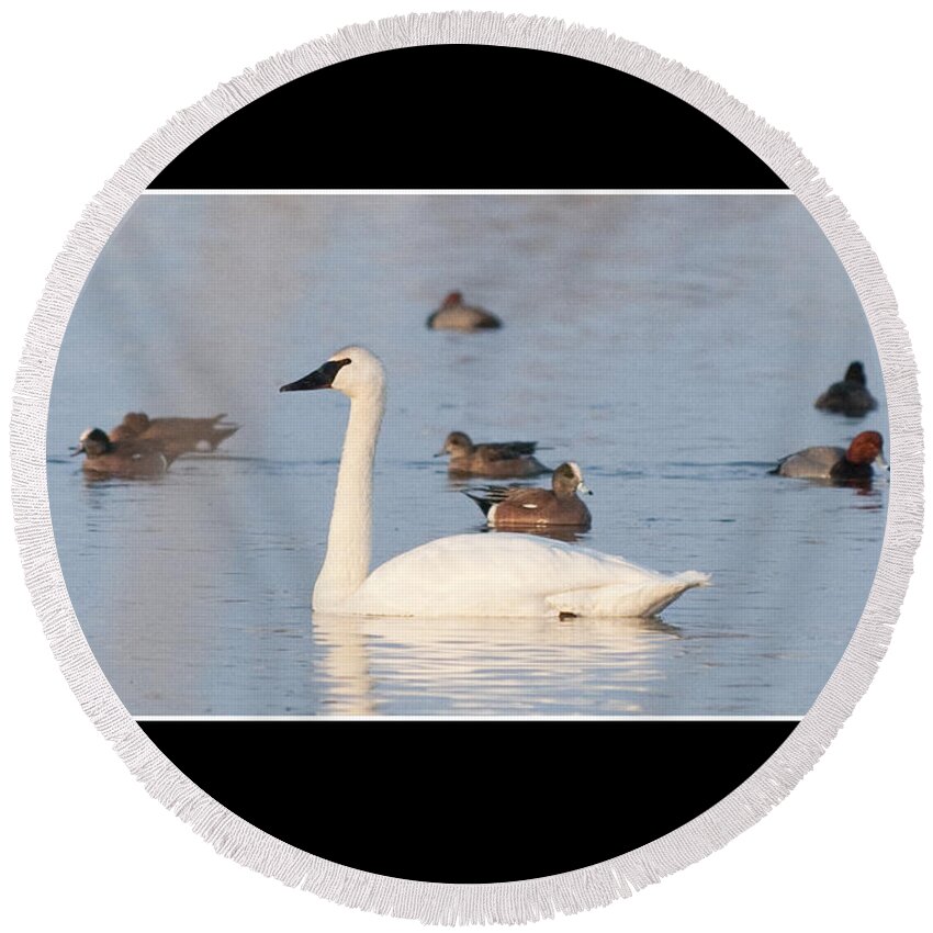 Swan Round Beach Towel featuring the photograph Trumpeter Swan by Bon and Jim Fillpot