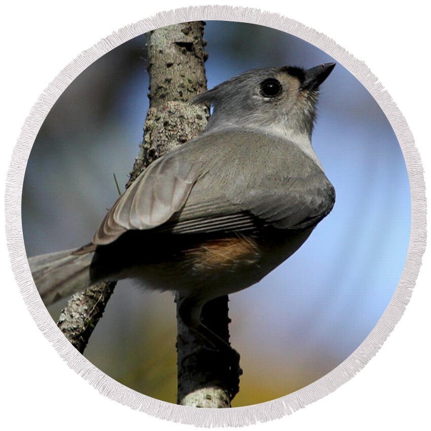 Tufted Titmouse Round Beach Towel featuring the photograph Tufted Titmouse by Meg Rousher