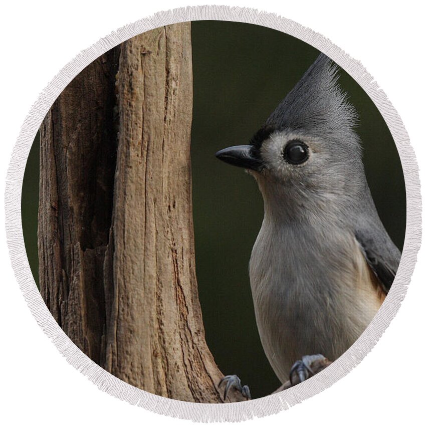 Tufted Titmouse On Dead Tree Round Beach Towel featuring the photograph Tufted Titmouse On Cedar Snag by Daniel Reed