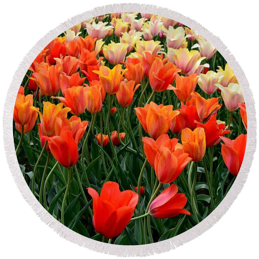 Hollander Round Beach Towel featuring the photograph Tulip Field in Holland by Michelle Calkins