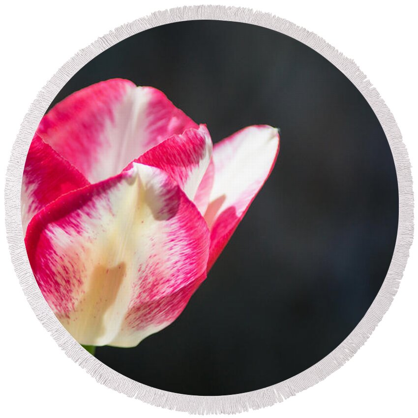 Tulip Round Beach Towel featuring the photograph Tulip on Black by Photographic Arts And Design Studio