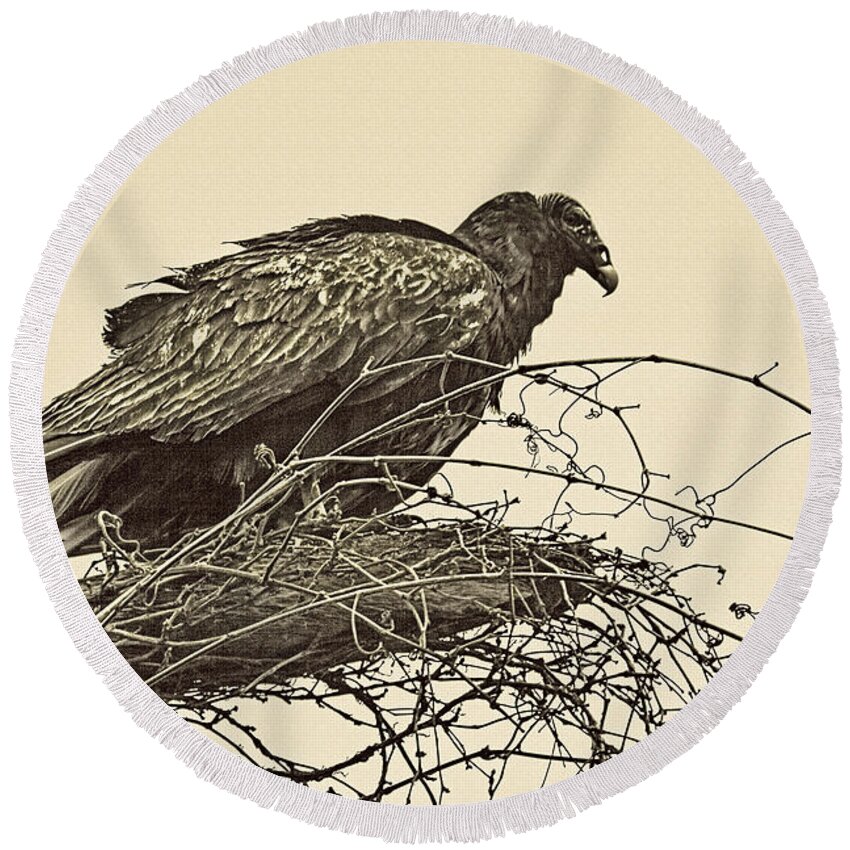 Turkey Vulture Round Beach Towel featuring the photograph Turkey Vulture V2 by Douglas Barnard