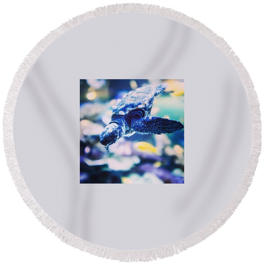 Turtle Round Beach Towel featuring the photograph Turtle by Aleck Cartwright