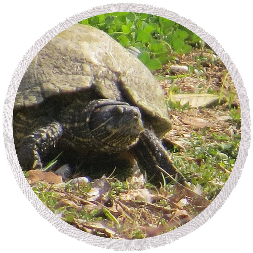 Turtle Round Beach Towel featuring the photograph Turtle Up Close by Ella Kaye Dickey