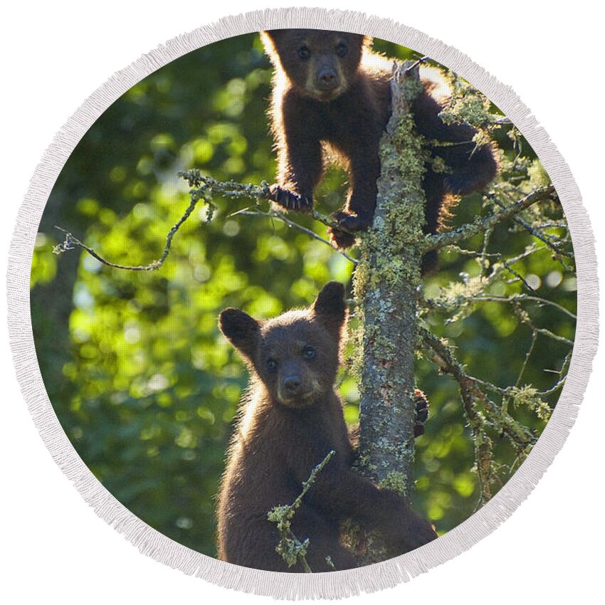 Two Round Beach Towel featuring the photograph Two Black Bears by Joan Wallner