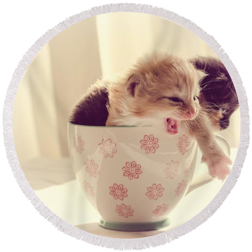 Two Round Beach Towel featuring the photograph Two Cute Kittens in a Cup by Spikey Mouse Photography