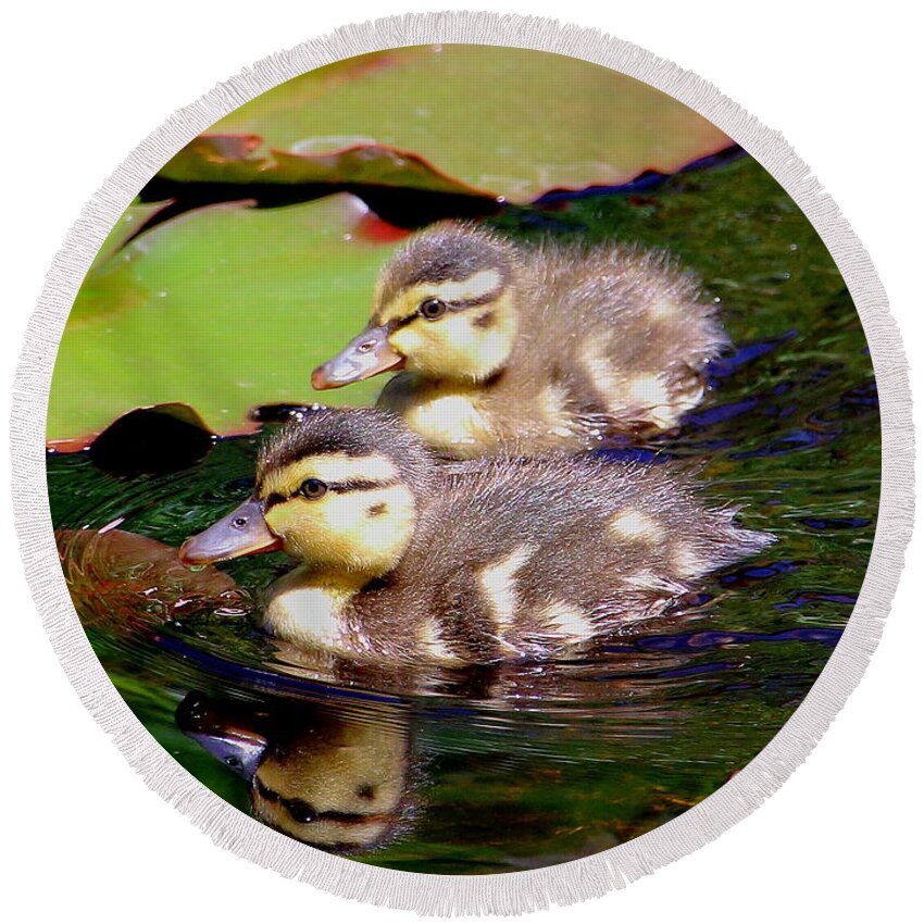 Ducklings Round Beach Towel featuring the photograph Two Ducklings by Amanda Mohler
