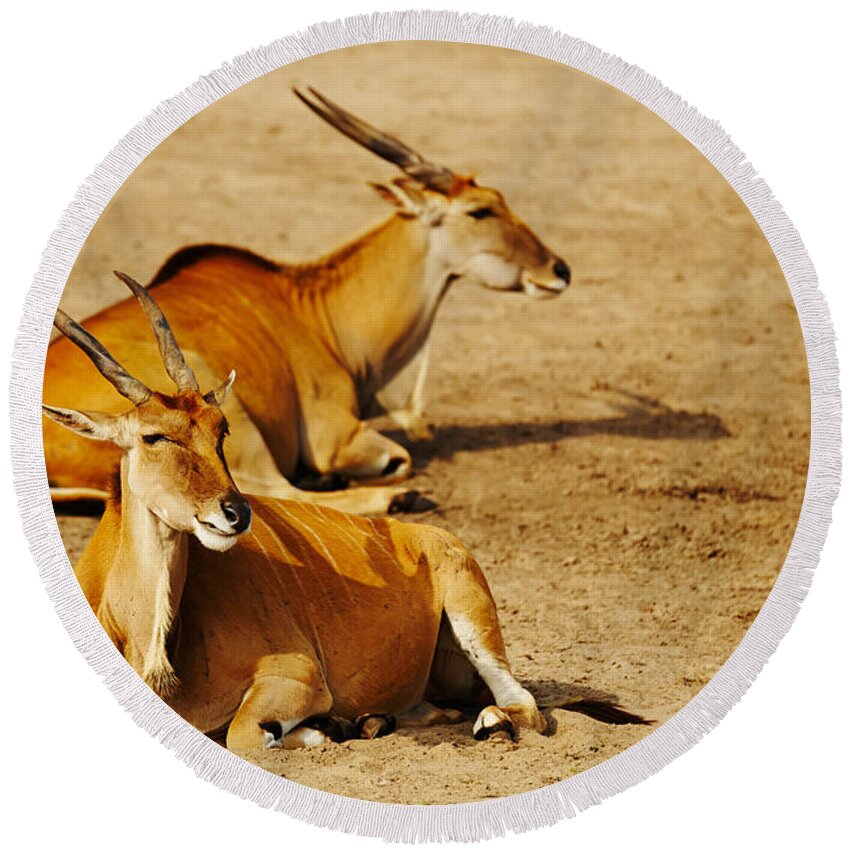 Two Round Beach Towel featuring the photograph Two Eland Antelopes by Nick Biemans