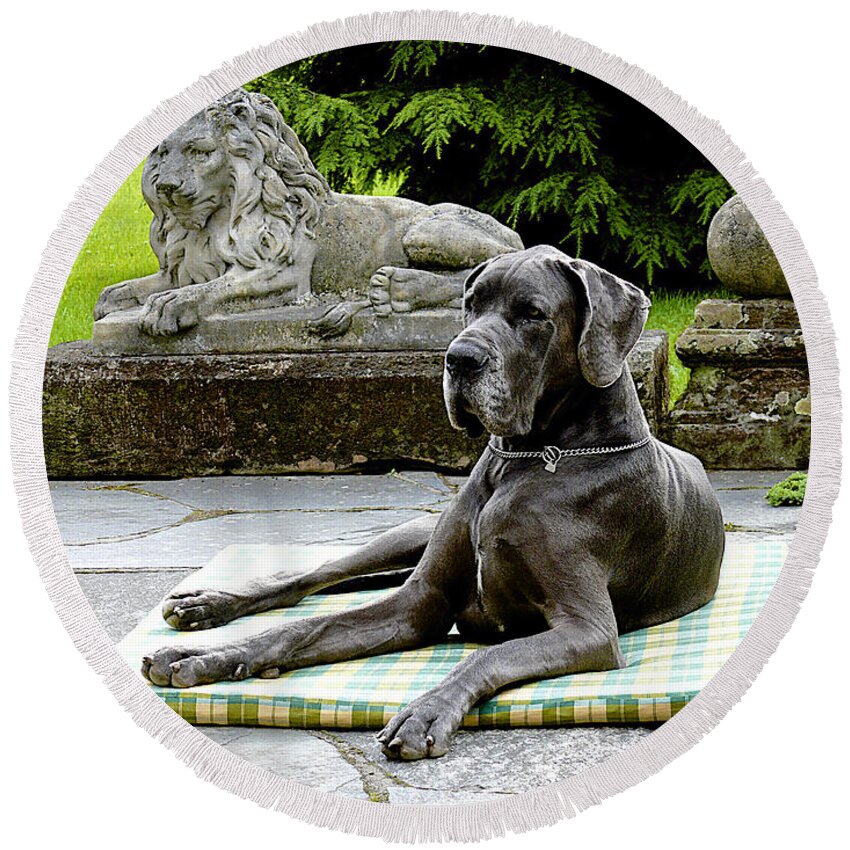 Dog Round Beach Towel featuring the photograph Two Lions by Barbara Zahno
