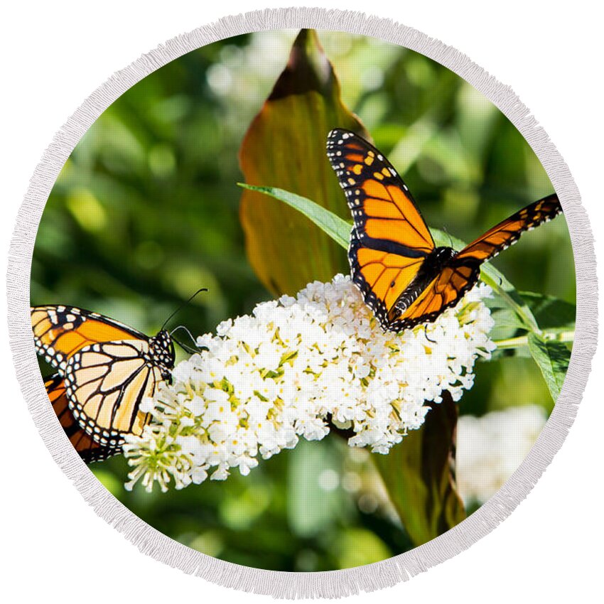 Monarch Round Beach Towel featuring the photograph Two Monarch Butterflies by Brad Marzolf Photography