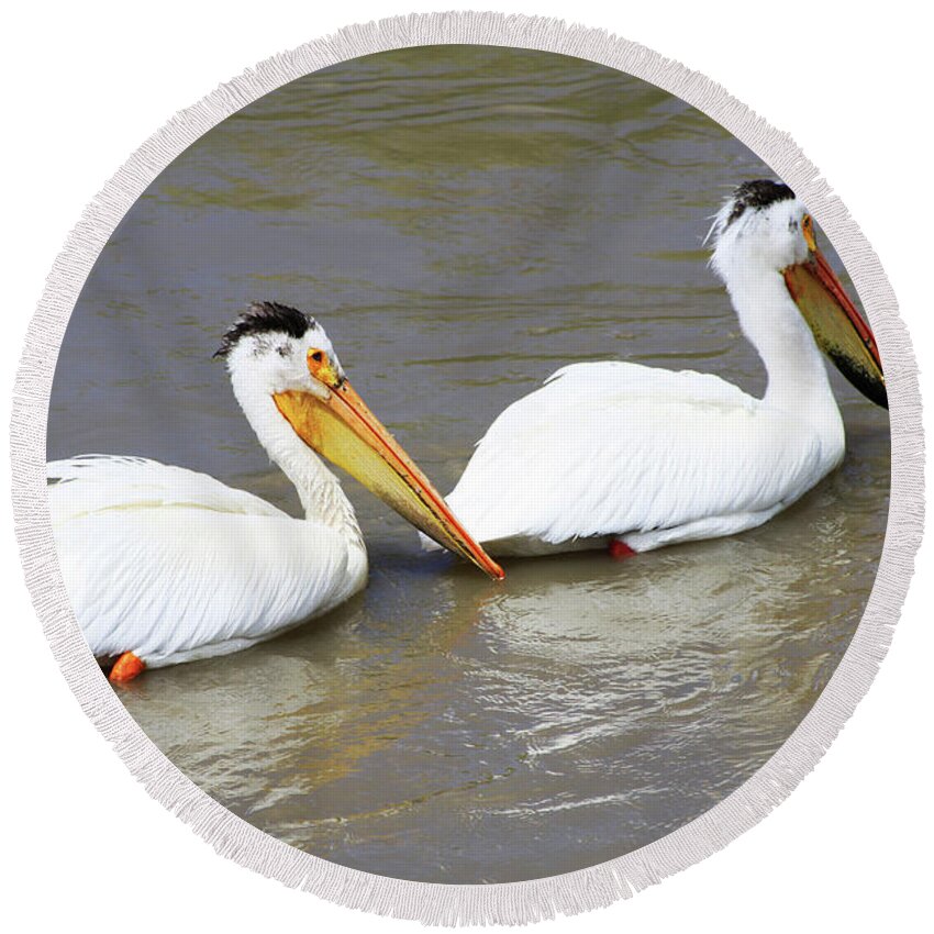 Bird Round Beach Towel featuring the photograph Two Pelicans by Alyce Taylor