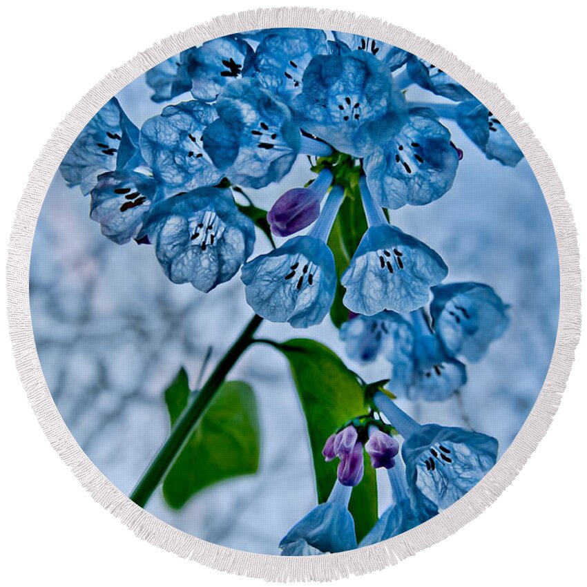 2012 Round Beach Towel featuring the photograph Virginia Bluebells by Robert Charity