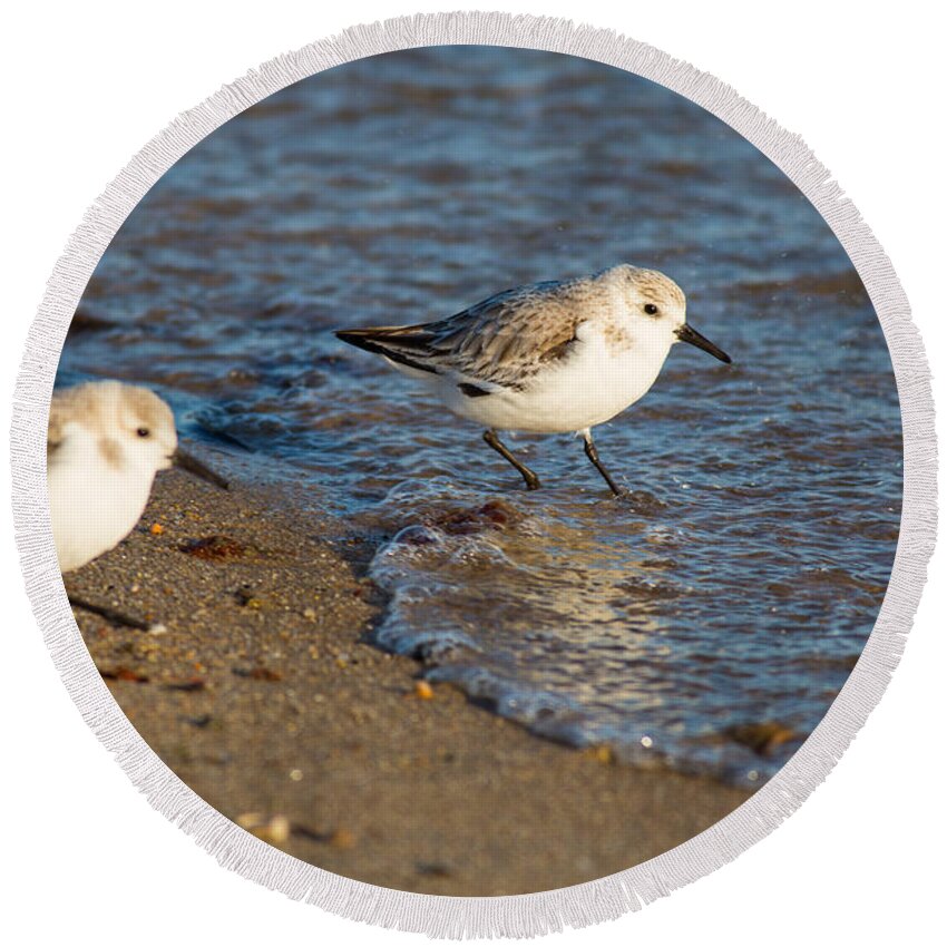 Sanderlings Round Beach Towel featuring the photograph Wading Sanderlings by Allan Morrison