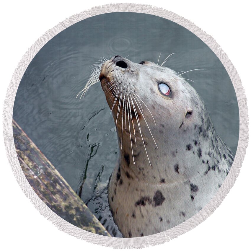 Seal Round Beach Towel featuring the photograph Waiting For a Snack by Micki Findlay