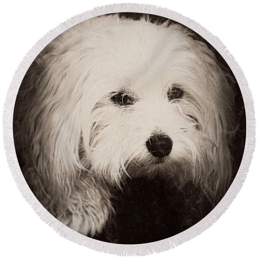 Dog Round Beach Towel featuring the photograph Waiting by Melanie Lankford Photography