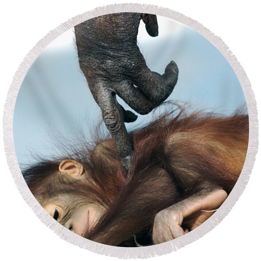 Orangutan Round Beach Towel featuring the photograph Wakeup Little One by Sue Cullumber