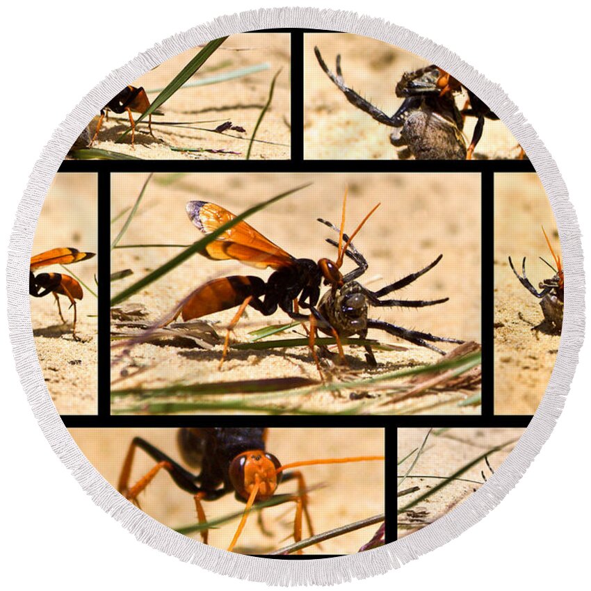 Wasp Round Beach Towel featuring the photograph Wasp and his kill by Miroslava Jurcik