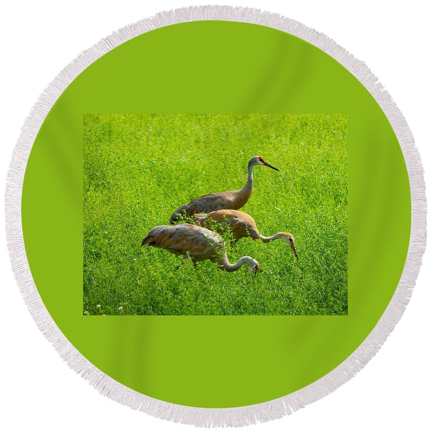Sandhill Crane Round Beach Towel featuring the photograph Watch Out by Kimberly Woyak
