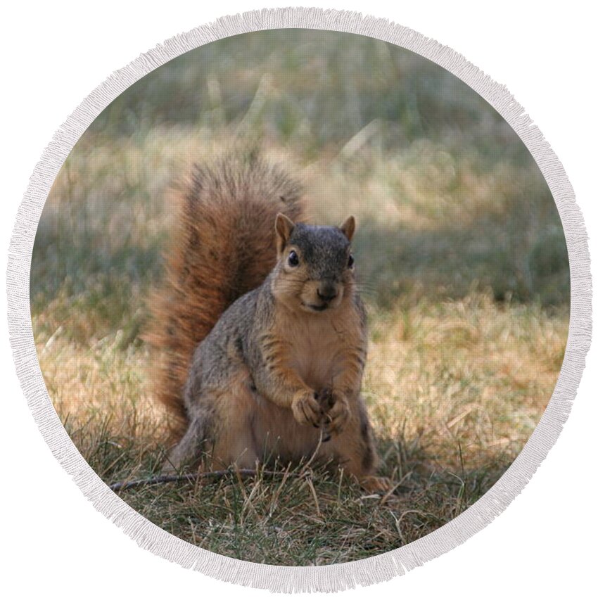 Squirrel Round Beach Towel featuring the photograph Brown city squirrel watching me by Valerie Collins