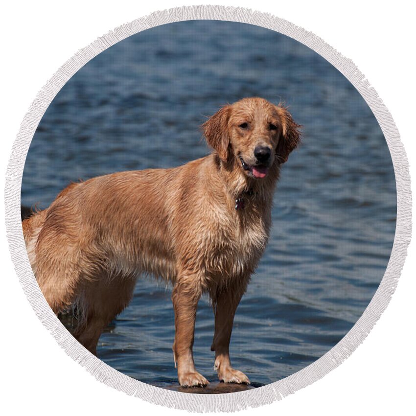 Golden Retriever Round Beach Towel featuring the photograph Water Baby by Bianca Nadeau