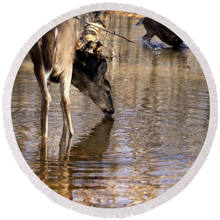 Deer Round Beach Towel featuring the photograph Water Fun by Bill Stephens