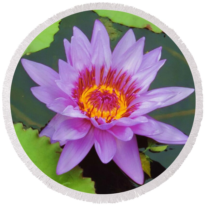 Water Lily Round Beach Towel featuring the photograph Water Lilies 005 by Robert ONeil