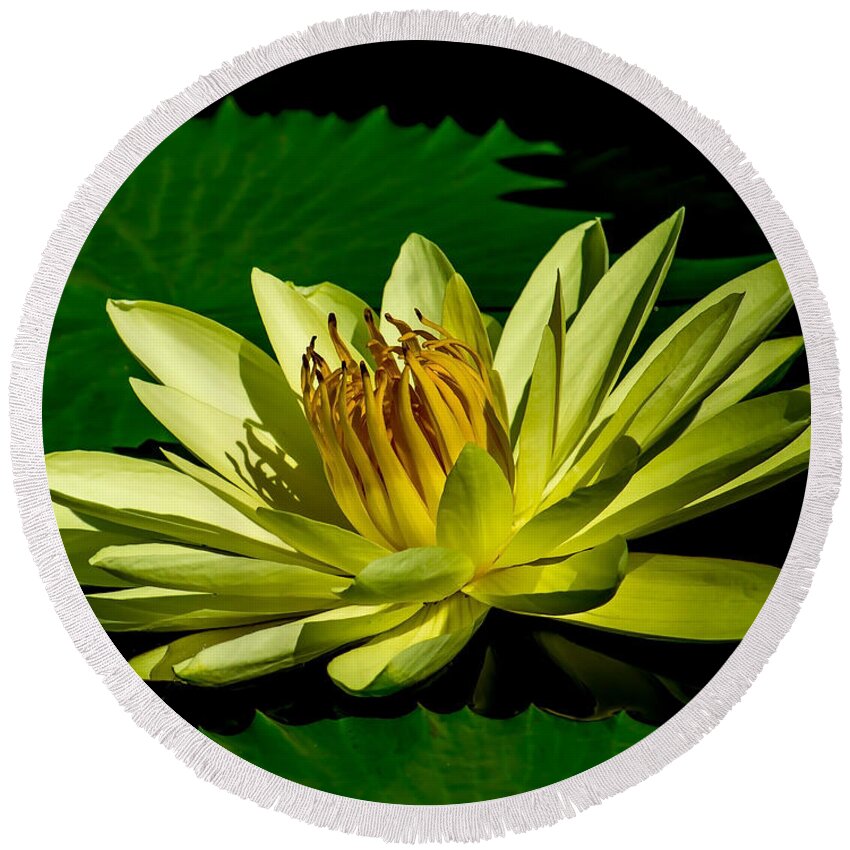 Aquatic Round Beach Towel featuring the photograph Water Lily 2014-14 by Nick Zelinsky Jr