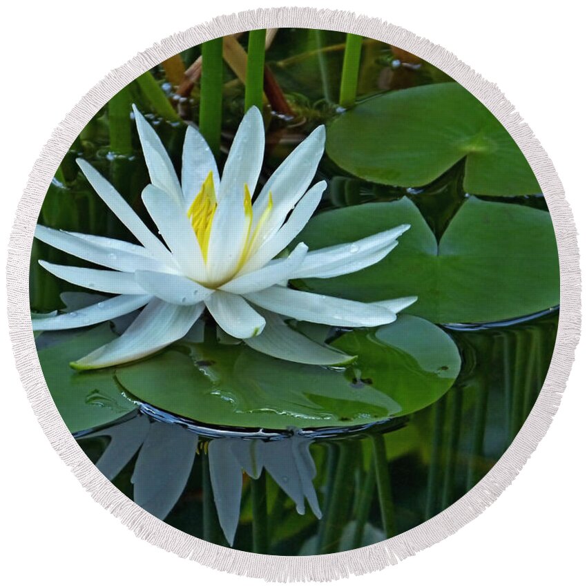 Lily Round Beach Towel featuring the photograph Water Lily and Reflection by Pete Trenholm