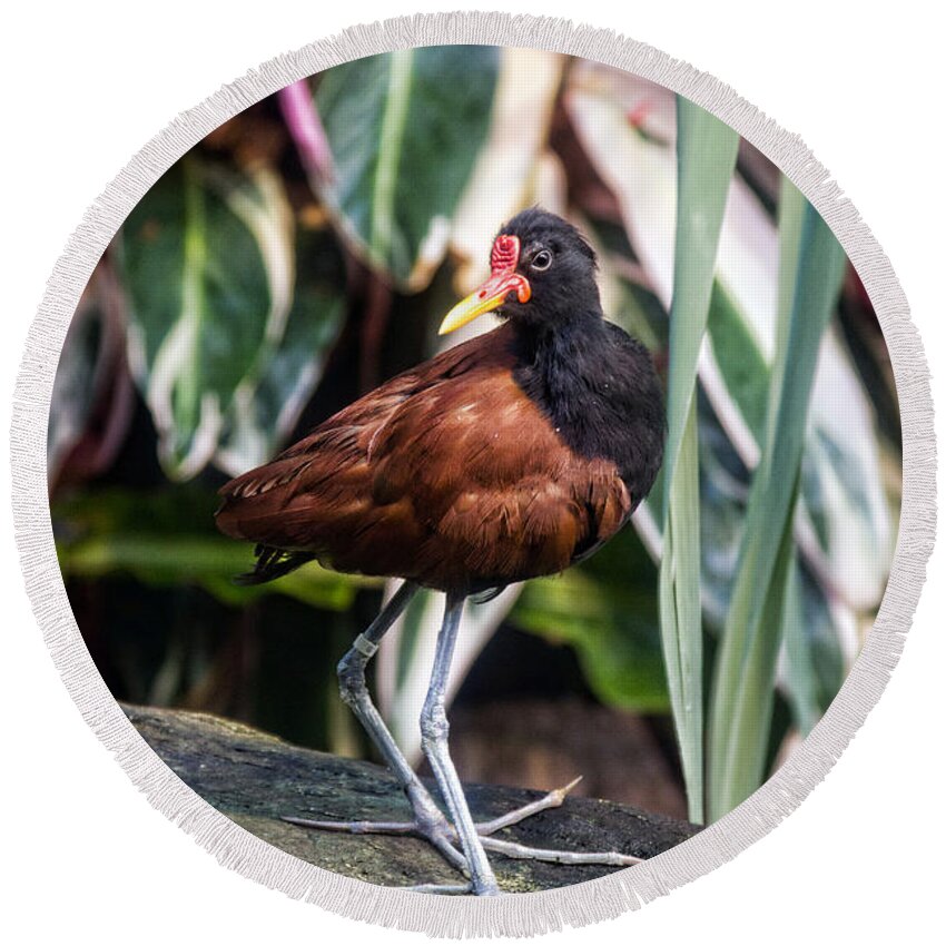 Granger Photography Round Beach Towel featuring the photograph Wattled Jacana by Brad Granger
