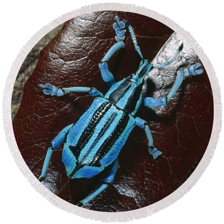 Wildlife Round Beach Towel featuring the photograph Weevil by Daniel Heuclin