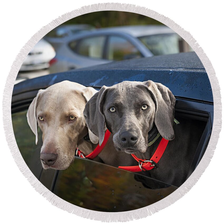Dogs Round Beach Towel featuring the photograph Weimaraner dogs in car by Elena Elisseeva