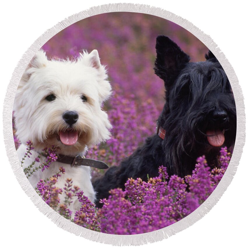 West Highland White Terrier Round Beach Towel featuring the photograph Westie And Scottie Dogs by John Daniels