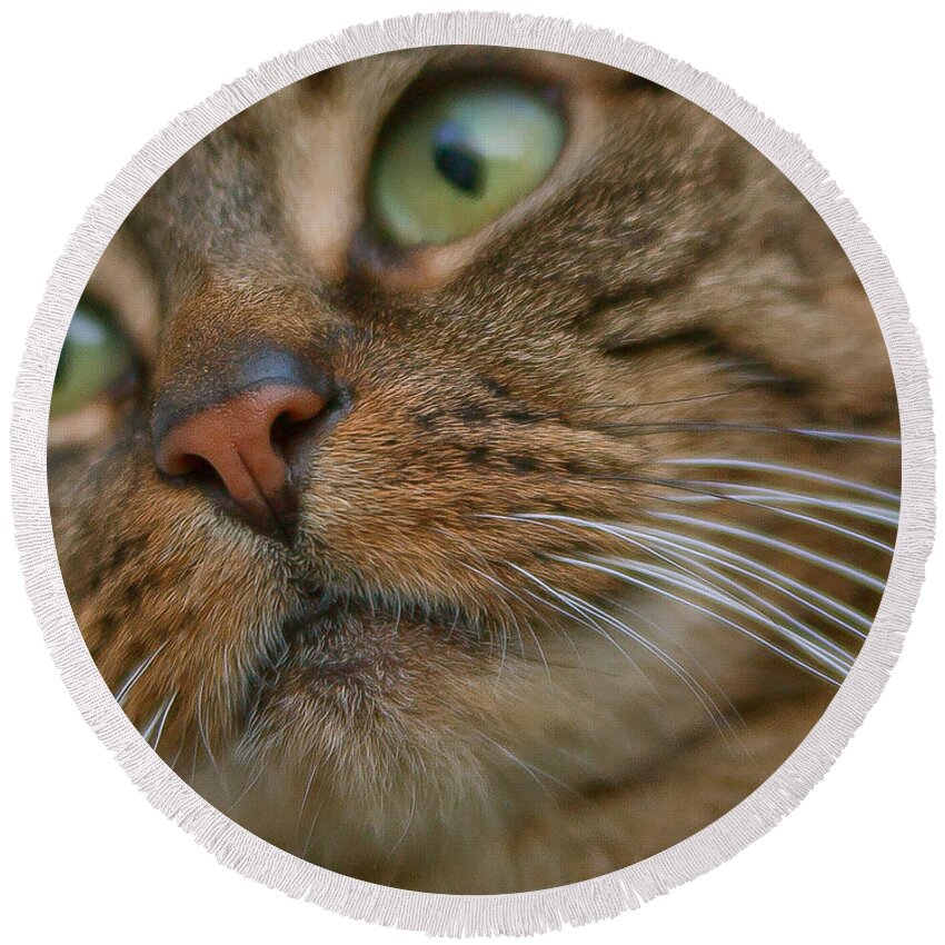 Cat Round Beach Towel featuring the photograph Wet Nose by Alex Art