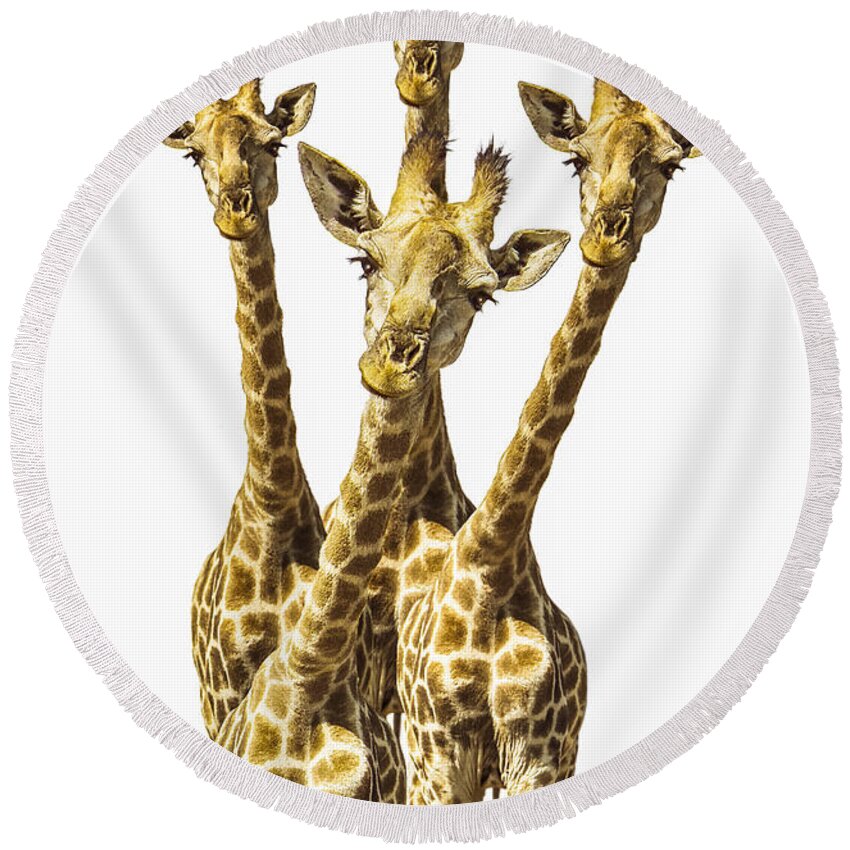 Giraffe Round Beach Towel featuring the photograph What are YOU looking at? by Diane Diederich