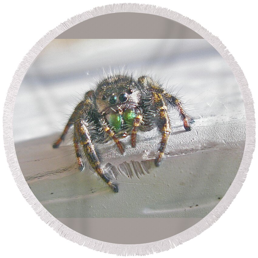 Spider Round Beach Towel featuring the photograph Where'd You Get Those Eyes by Carol Senske