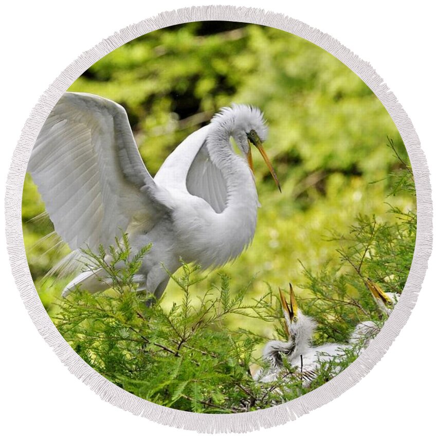 Egret Round Beach Towel featuring the photograph Where's Our Lunch Ma by Kathy Baccari