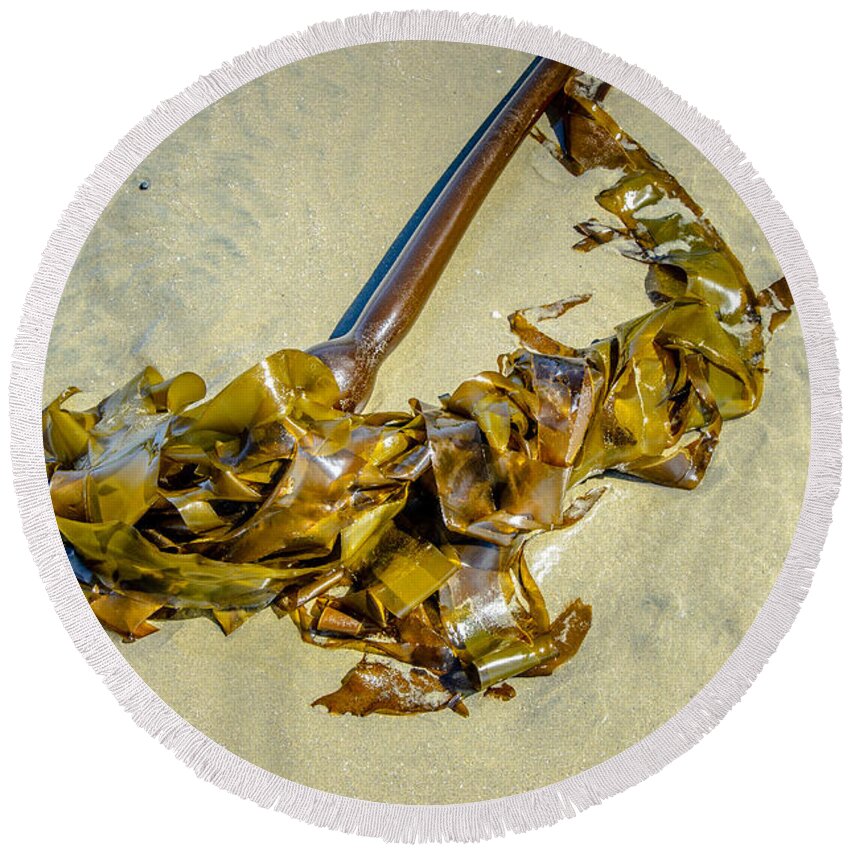 Bull Kelp Round Beach Towel featuring the photograph Whipped Up On Shore by Roxy Hurtubise
