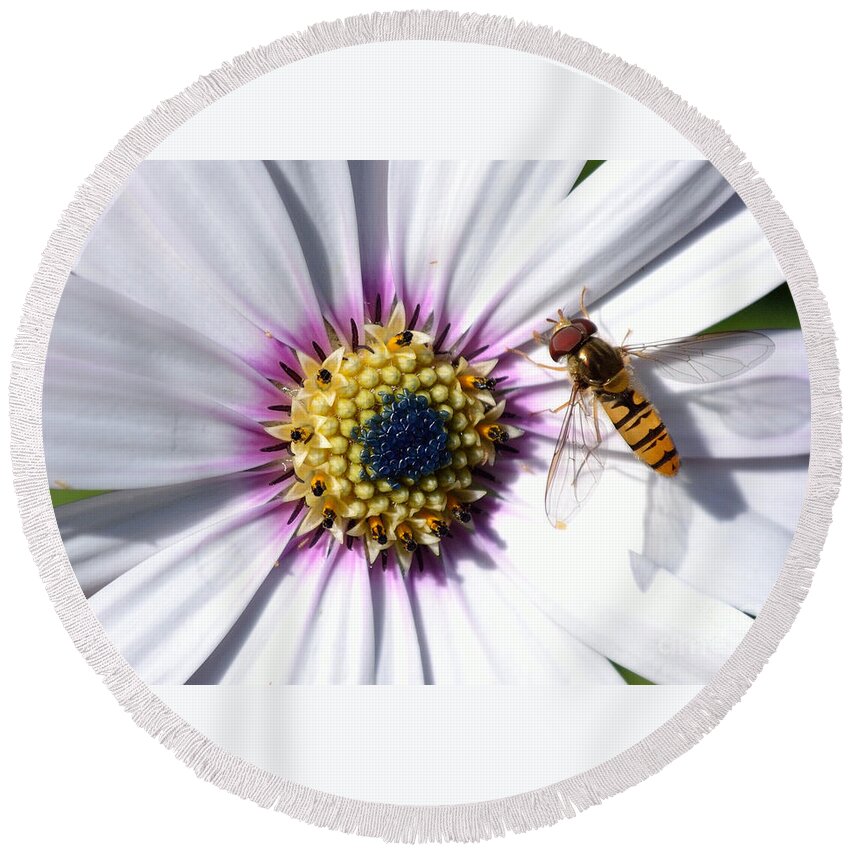 White Round Beach Towel featuring the photograph White African Daisy Marmalade Fly by Scott Lyons
