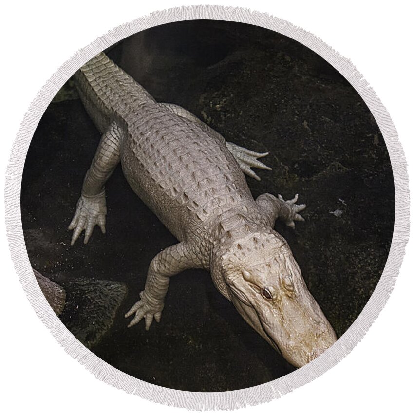 White Round Beach Towel featuring the photograph White Alligator by Garry Gay