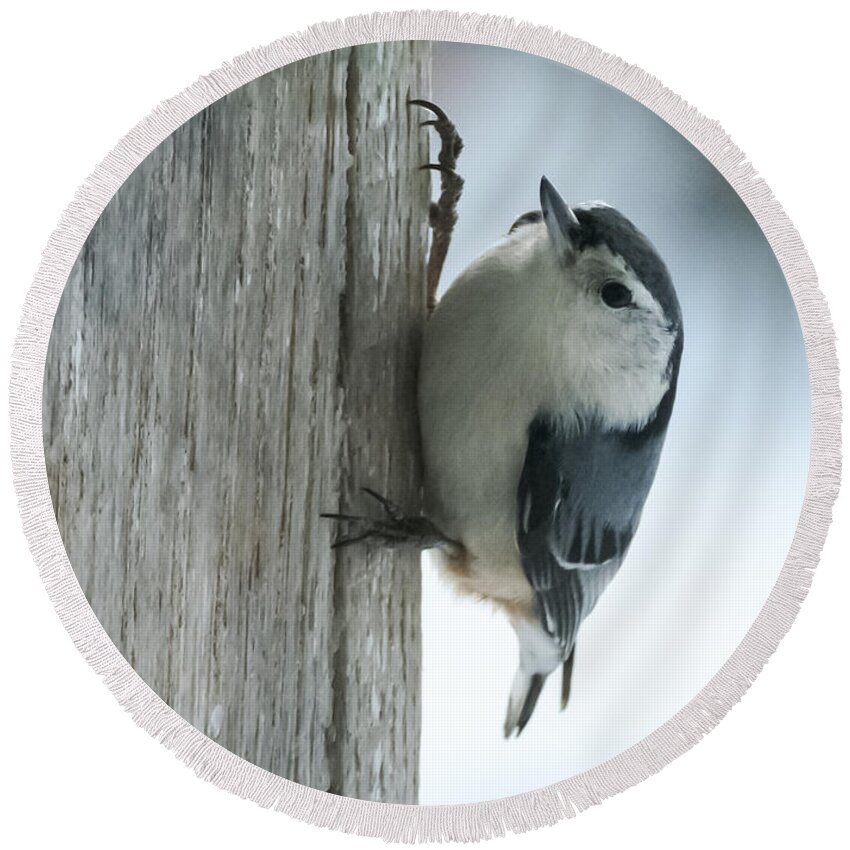Bird Round Beach Towel featuring the photograph White-Breasted Nuthatch by Holden The Moment