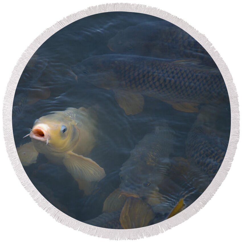 Fish Round Beach Towel featuring the photograph White carp in the lake by Flees Photos