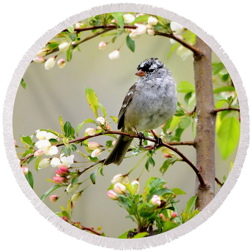 Nature Round Beach Towel featuring the photograph White-Crowned Sparrow by Nava Thompson
