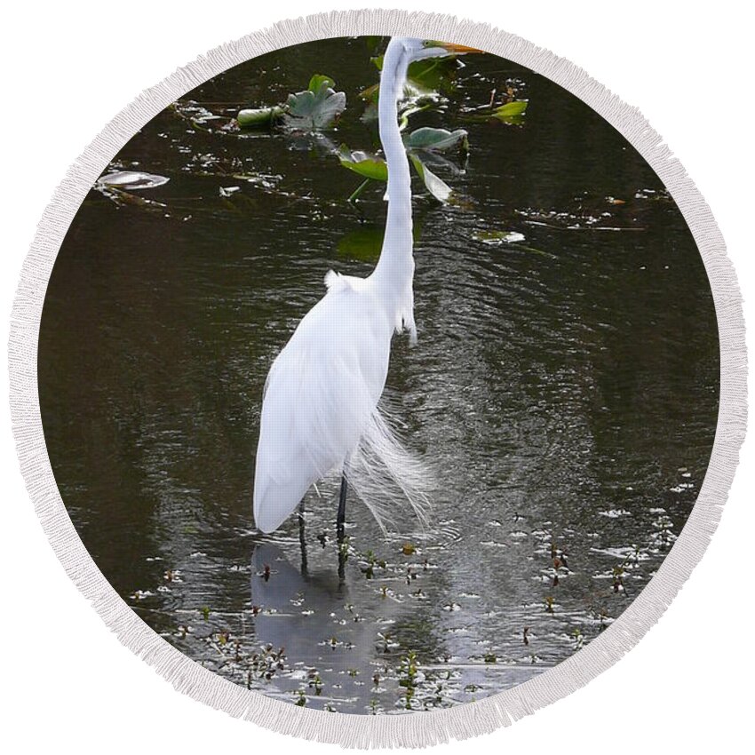 Wildlife Round Beach Towel featuring the photograph White Heron by Amanda Mohler